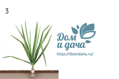 Посадка, выращивание и уход за репчатым луком