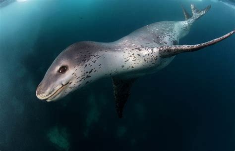 Leopard Seal Disney Animals Wiki Fandom