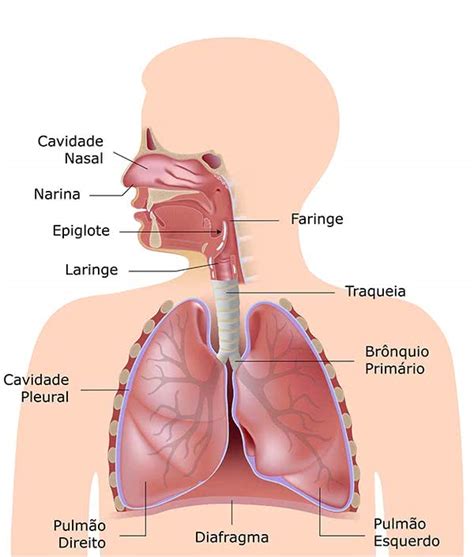 Sistema Respiratório Toda Matéria