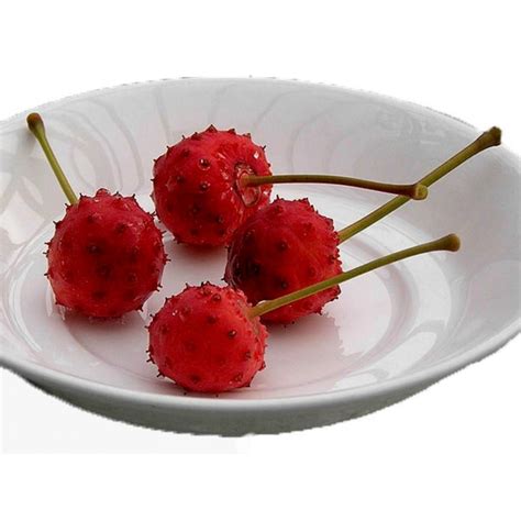 Kousa Dogwood Seeds Cornus Kousa Price €195