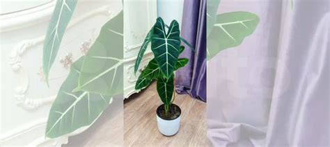 Алоказия Мишольца купить в Перми | Товары для дома и дачи | Авито