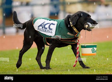 Ms Babe Ruth Delivers Baseballs To The Home Plate Umpire During The Game Between The Miami
