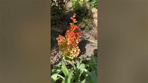 Хотите Самый яркий барбарис?-Оранж Айс - YouTube