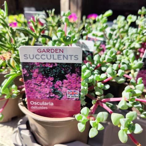 Plant Of The Month Garden Succulents Ransoms Garden Centre