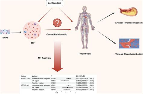 Immune Thrombocytopenia Increases The Risk Of Thrombosis A Two Sample