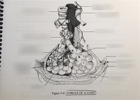 lobules of a lung Diagram | Quizlet