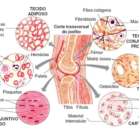 Fibras Do Tecido Conjuntivo - Imagens Do Tecido Conjuntivo - NAZAEDU