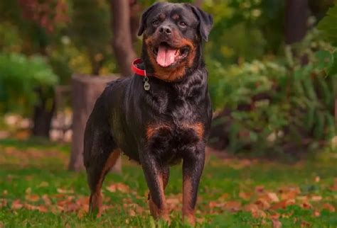 Doberman Vs Rottweiler Qual é O Melhor Cão De Guarda Metrópoles