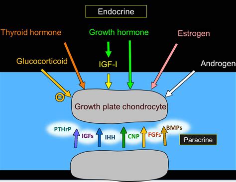 Jeffrey Baron Lab Section On Growth And Development Nichd Eunice