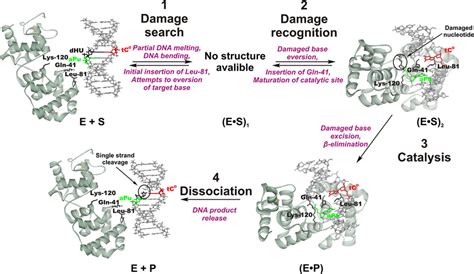 Schematic Mechanism Of Structural Rearrangements During Interaction Of