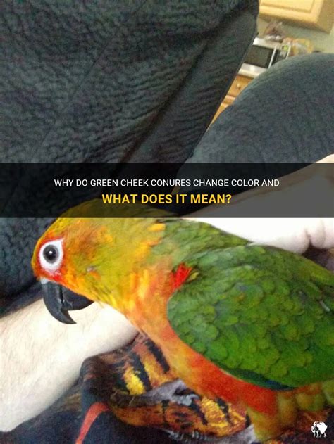 Why Do Green Cheek Conures Change Color And What Does It Mean PetShun