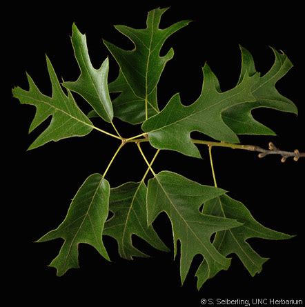 Plant Information Center - Quercus falcata