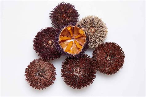 Jeżowce - FISH LOVERS