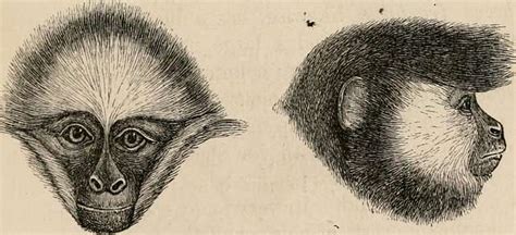 The Descent Of Man And Selection In Relation To Sex 1871