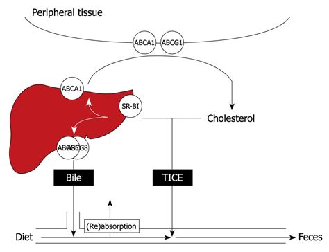 From Blood To Gut Direct Secretion Of Cholesterol Via Transintestinal