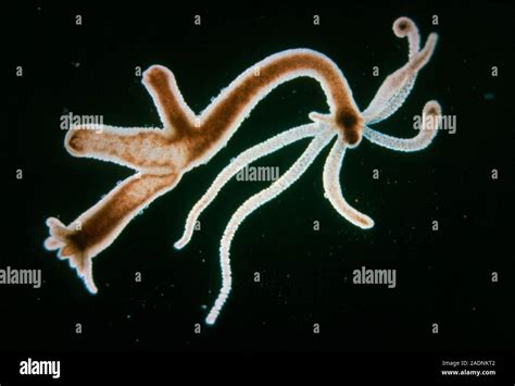 Hydra, a primitive animal of the phylum Coelenterata, reproducing