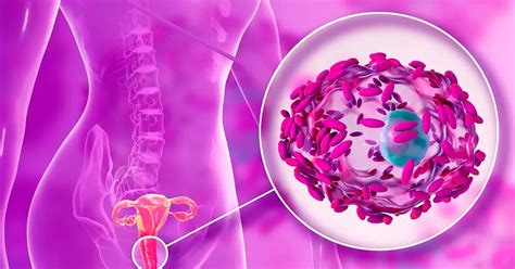 Crearon El Primer Mapa Del Microbioma De La Vagina Gracias A 3 300 Mujeres Voluntarias Infobae