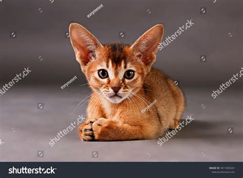 Abyssinian Images Stock Photos And Vectors Shutterstock