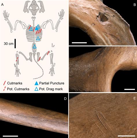 Neanderthals Were Hunting Cave Lions 48000 Years Ago Scinews