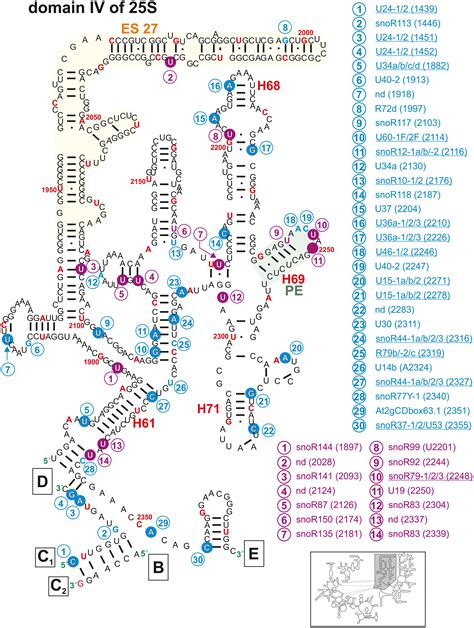 Frontiers The Arabidopsis 2′ O Ribose Methylation And Pseudouridylation Landscape Of Rrna In