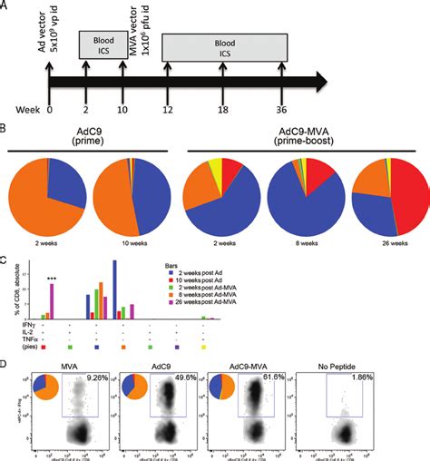 Kinetic Responses Of The Generation Of Polyfunctional Cd8 ϩ T Cell