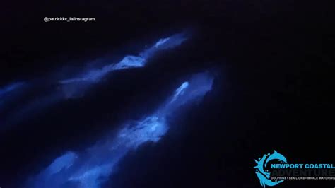 Dolphins swim in bioluminescent waves in Newport Beach [Video]