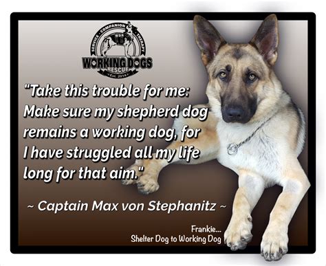 Working Dogs Rescue - From Shelter Dog to Working Dog