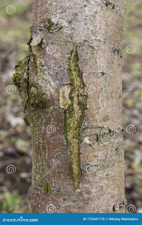 Apple Tree Bark Diseases Pictures Garrett La