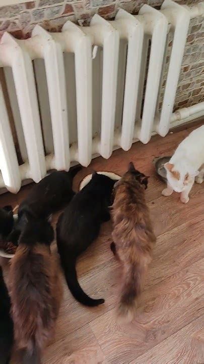 Прекрасный Денёк у Котиков #cat#котики - YouTube