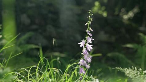 Harebell Images – Browse 6,654 Stock Photos, Vectors, and Video | Adobe ...