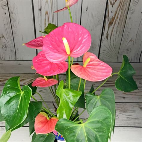 Антуриум Андрианум Чемпион Розовый 17/65 купить в Москве