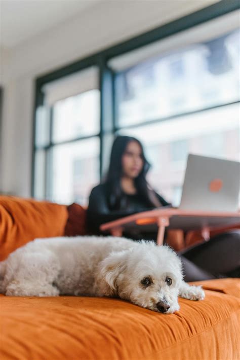 Bichon Frise Vs Toy Poodle: Choosing Your Fluffy Best Friend
