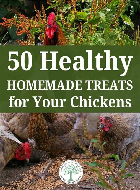 Healthy Homemade Treats For Your Chickens