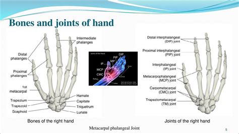 Exo Skeleton Hamed Kalami Phd Student Ppt Download