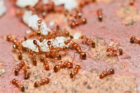 Ant Identification 10 Common Types Of Ants