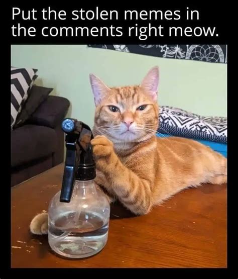 Nobody On Twitter All Cat Memes Are To Be Immediately Dropped Below Or Your Screen Gets It😂🤣😂