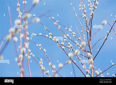 Fluffy Branches Of Pussy Willow Blossomed In Spring By Easter On The