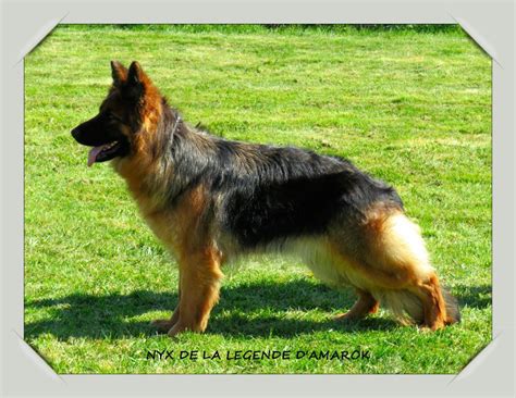 Chien Elevage De La L Gende D Amarok Eleveur De Chiens Berger