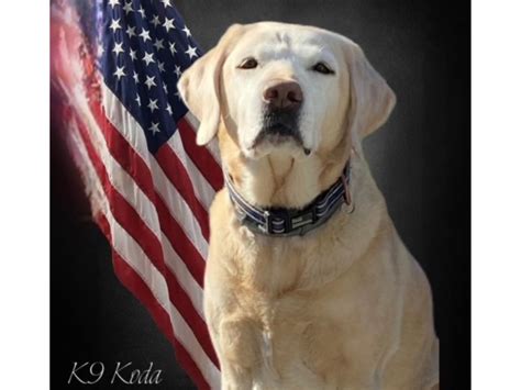 North Haven Police Honor K 9 Koda As She Crosses The Rainbow Bridge