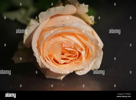 Peach Rose Pics Hd Hi Res Stock Photography And Images Alamy