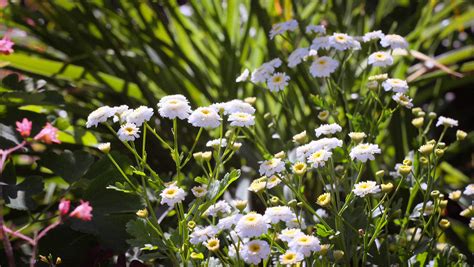 Summer-breath — Эфир