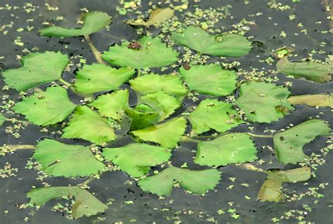 Водяной орех – свойства и сфера применения + Видео