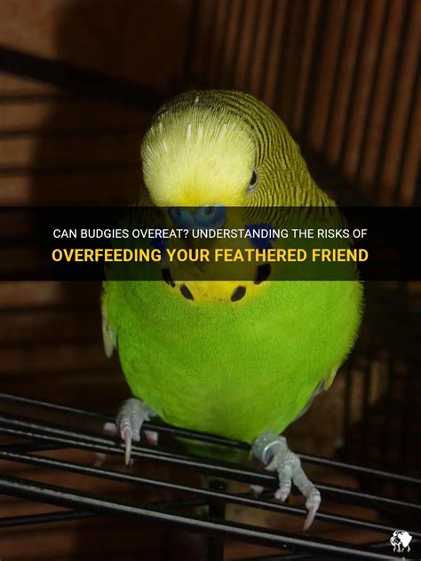 Can Budgies Overeat Understanding The Risks Of Overfeeding Your