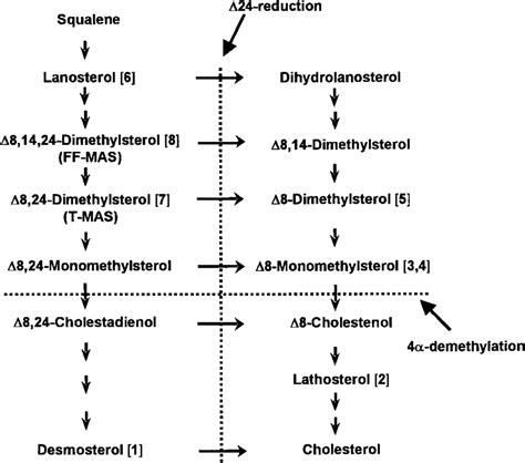 Late Steps Of Cholesterol Synthesis Numbers In Brackets Refer To