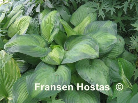 Guacamole | Hosta guacamole, Hostas, Minnesota garden