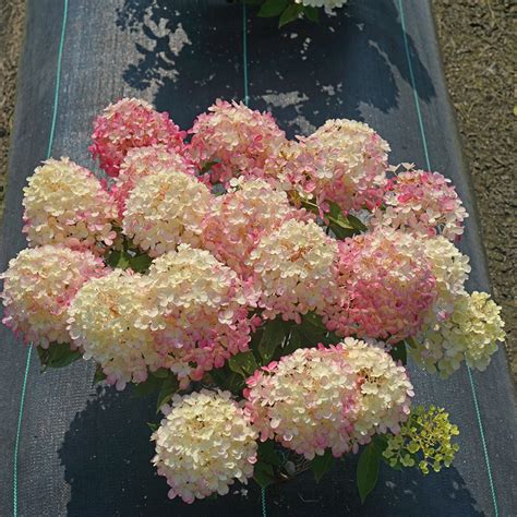 Hydrangée paniculée Fire Light Tidbit® - Rouge flamboyant | Botanix