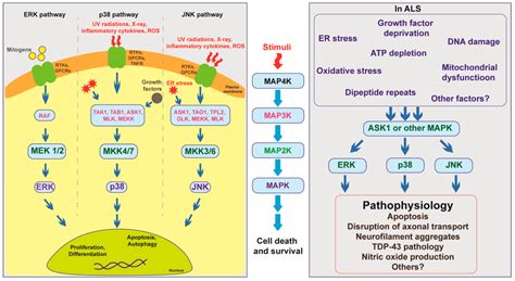 Overview of mitogen-activated protein kinase (MAPK) pathway showing the ... 