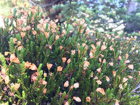 this very short shrub thing with little flowers on it (British Columbia