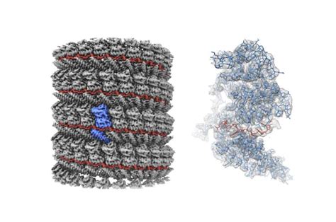 Near Atomic Resolution Model Of Ebola Virus Protein Brings Clearer