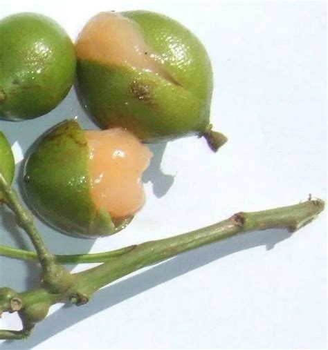 Spanish lime Seeds, Guinep,melicoccus bijugatus,(5 Seed)grow indoor or ...